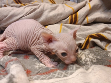 Kociaki na sprzedaż – Sphynx i metis