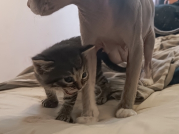 Kociaki na sprzedaż – Sphynx i metis