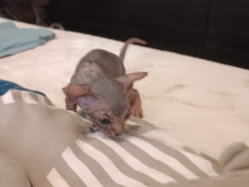 Kociaki na sprzedaż – Sphynx i metis