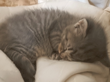 Kociaki na sprzedaż – Sphynx i metis